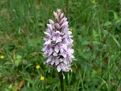 13. Orchid